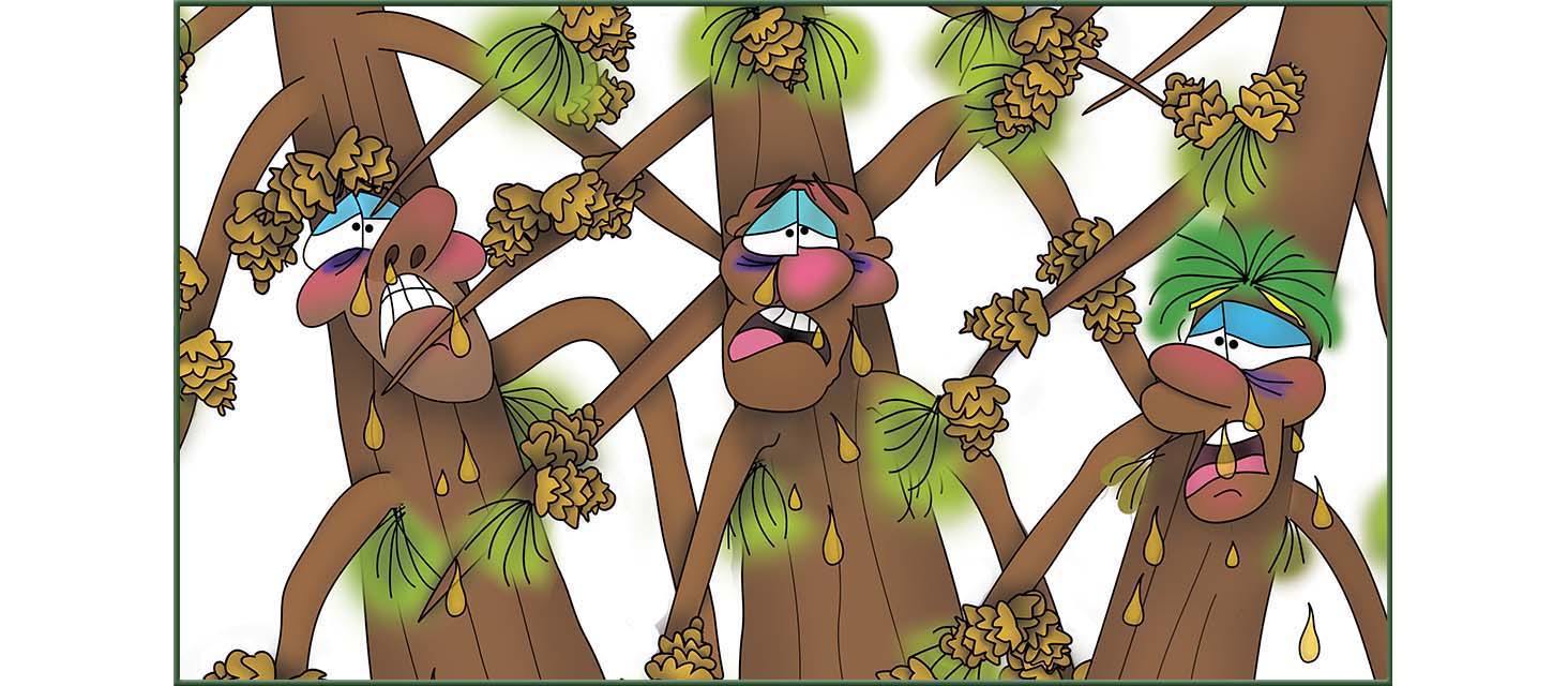 The Three Tree Brothers The Bizzy Buddies Snail's Pace Productions Vuja Day Artist Author Comedy