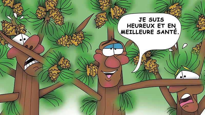 Bizzy Buddies - Les Trois Frères des Arbres Histoire illustree humoristique