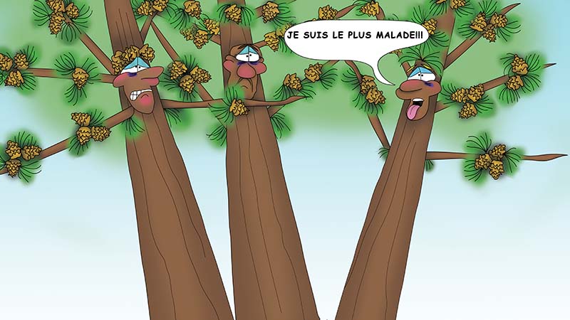 Bizzy Buddies - Les Trois Frères des Arbres Histoire illustree humoristique