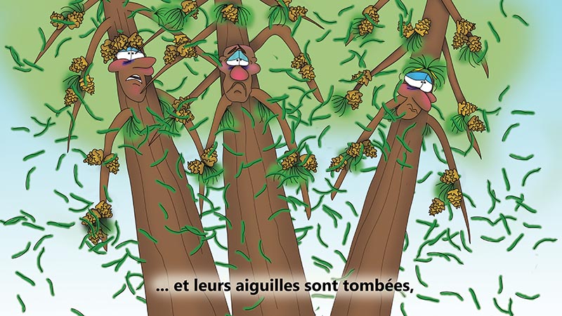 Bizzy Buddies - Les Trois Frères des Arbres Histoire illustree humoristique