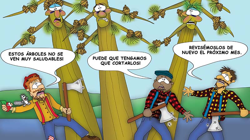 Bizzy Buddies - Los Tres Hermanos Arbol Historia ilustrada humorística