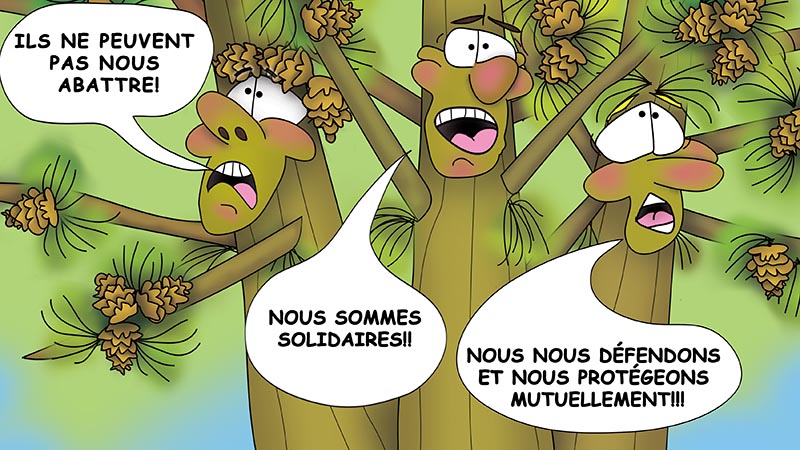 Bizzy Buddies - Les Trois Frères des Arbres Histoire illustree humoristique