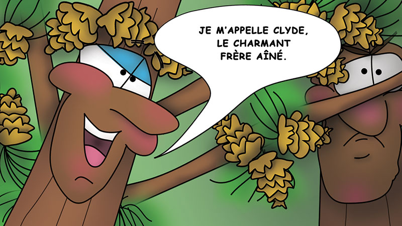 Bizzy Buddies - Les Trois Frères des Arbres Histoire illustree humoristique