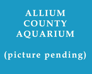The Bizzy Buddies Snail's Pace Productions Humorous Illustrated Stories Vuja Day Artist Illustrator Allium County Aquarium