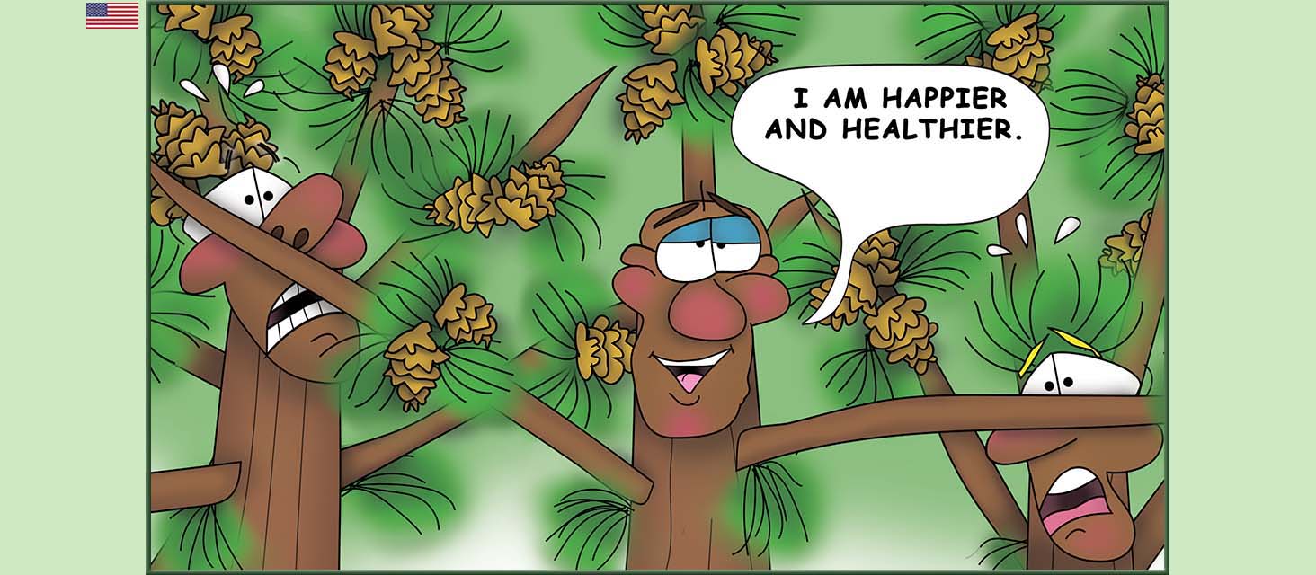 Bizzy Buddies Snail's Pace Productions The Three Tree Brothers Educational Illustrated Stories Multi Lingual Languages