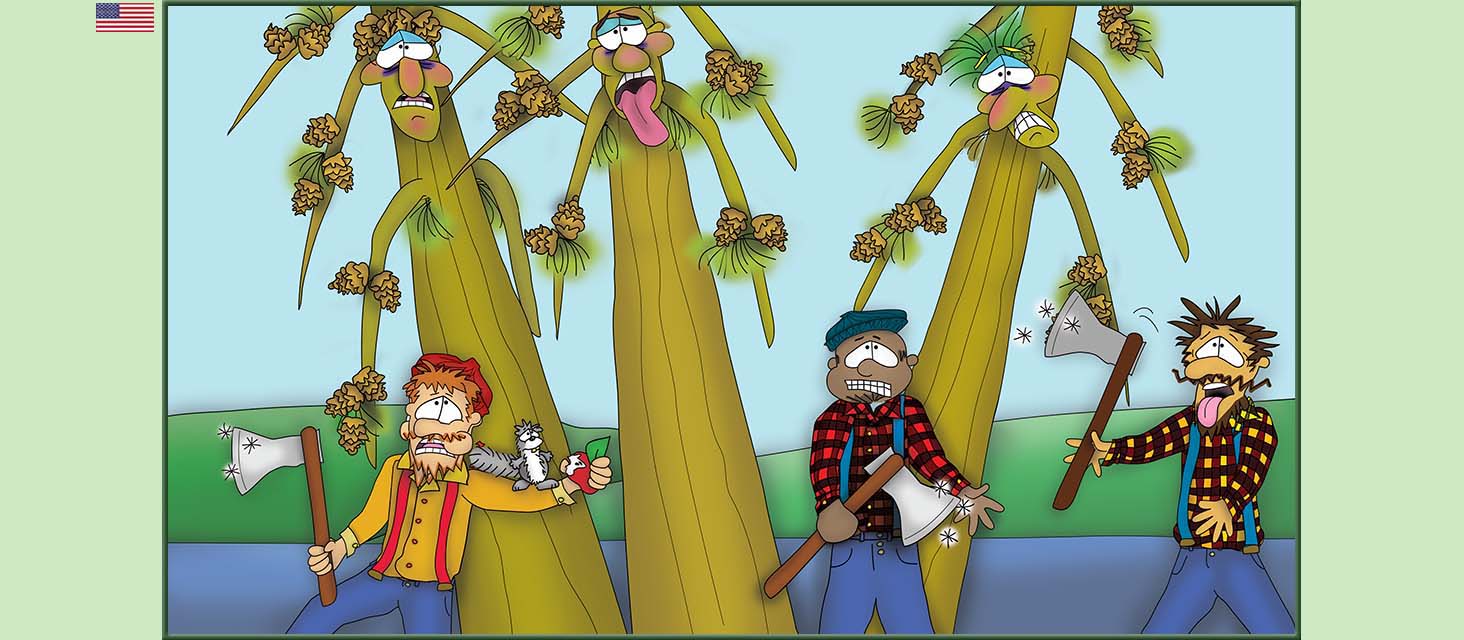 Bizzy Buddies Snail's Pace Productions The Three Tree Brothers Educational Illustrated Stories Multi Lingual Languages