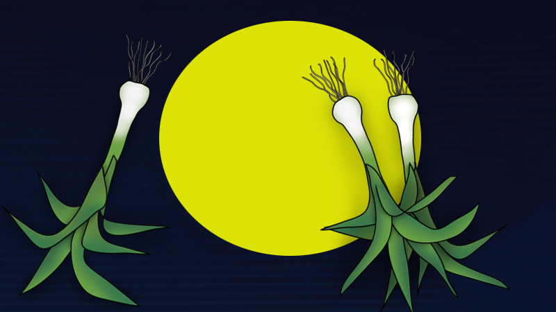 Bizzy Buddies - The Senator's New Clothes Snail's Pace Productions Vuja Day Writer Illustrator