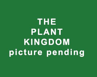 The Bizzy Buddies Snail's Pace Productions Humorous Illustrated Stories Vuja Day Artist Illustrator The Plant Kingdom