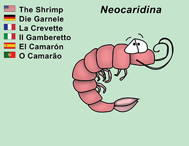 Bizzy Buddies Shrimp cartoon character