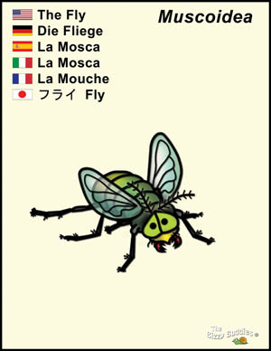Bizzy Buddies Fly cartoon character