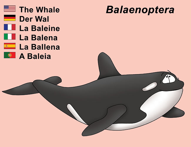Whale Wal Baleine Balena Ballena Baleia Bizzy Buddies - Snail's Pace Productions Vuja Day